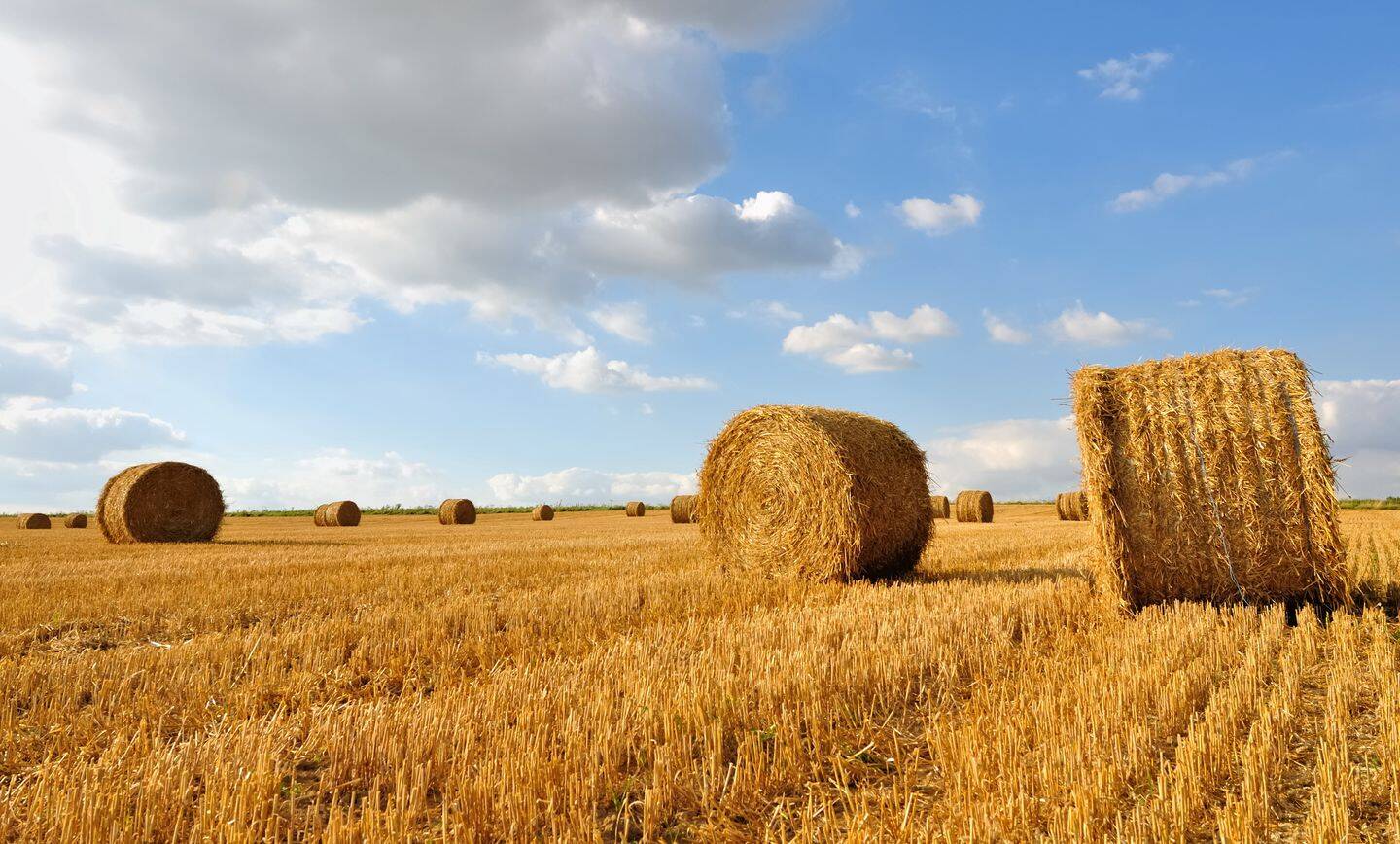 Land-/Forstwirtschaft zum Kauf
