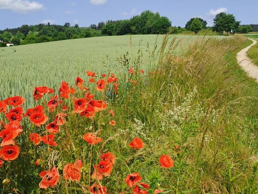 Wohnung zur Miete 395 € 2 Zimmer 35 m² Geschoss 1/2 frei ab sofort Lindhuberstraße 4 Bad Birnbach 84364