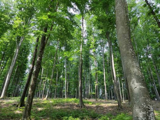 Bauernhof zum Kauf 20.000 m² Grundstück Gamlitz 8462