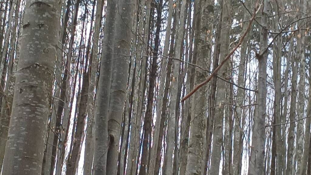 Land-/Forstwirtschaft zum Kauf 2.550.000 € 3.000.000 m² Grundstück Darmane?ti Darmane?ti