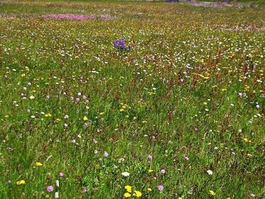 Einfamilienhaus zum Kauf 400.000 € 7 Zimmer 176 m² 435 m² Grundstück Corona Sta. Cristina / Planes 17300