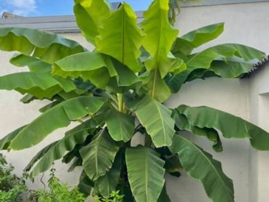 Terrassenwohnung zur Miete 595 € 2 Zimmer 50 m² EG frei ab 01.06.2026 Paulinstr. 144 Trier-Nord Trier 54292