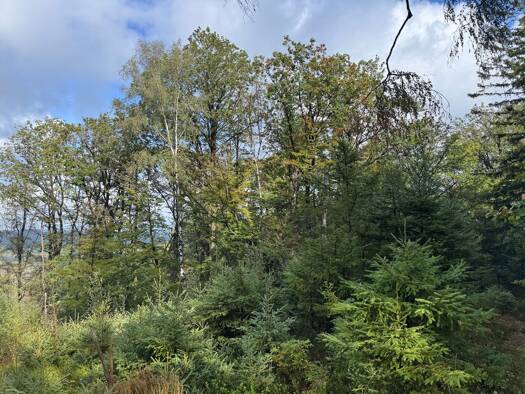 Forstwirtschaft zum Kauf 14.000 € 10.263 m² Grundstück Kückelheim Plettenberg 58840