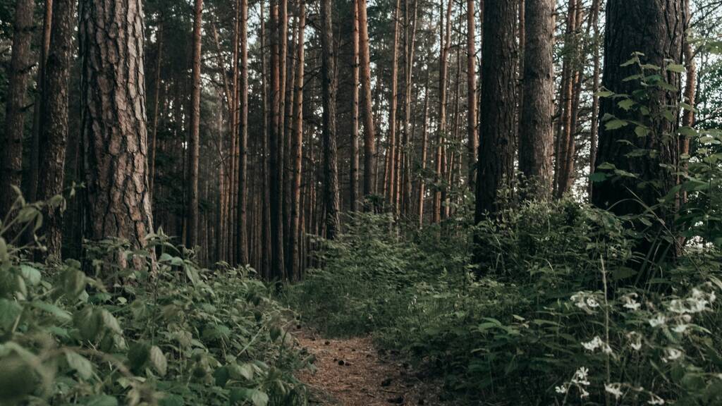 Land-/Forstwirtschaft zum Kauf provisionsfrei 79.000 € 67.691 m² Grundstück Kersdorfer Straße Briesen Briesen (Mark) 15518