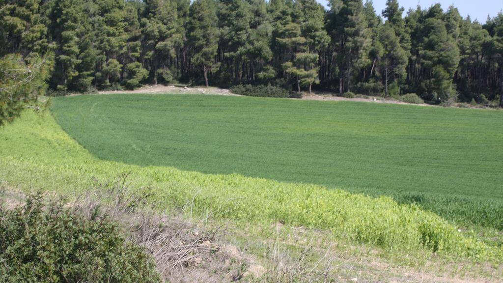 Land-/Forstwirtschaft zum Kauf 300.000 € 8.500 m² Grundstück Chalkidiki