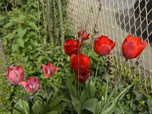 Haus zum Kauf 145.000 € 7 Zimmer 140 m² 925 m² Grundstück Jennersdorf, Burgenland, Südburgenland, Jennersdor 8380