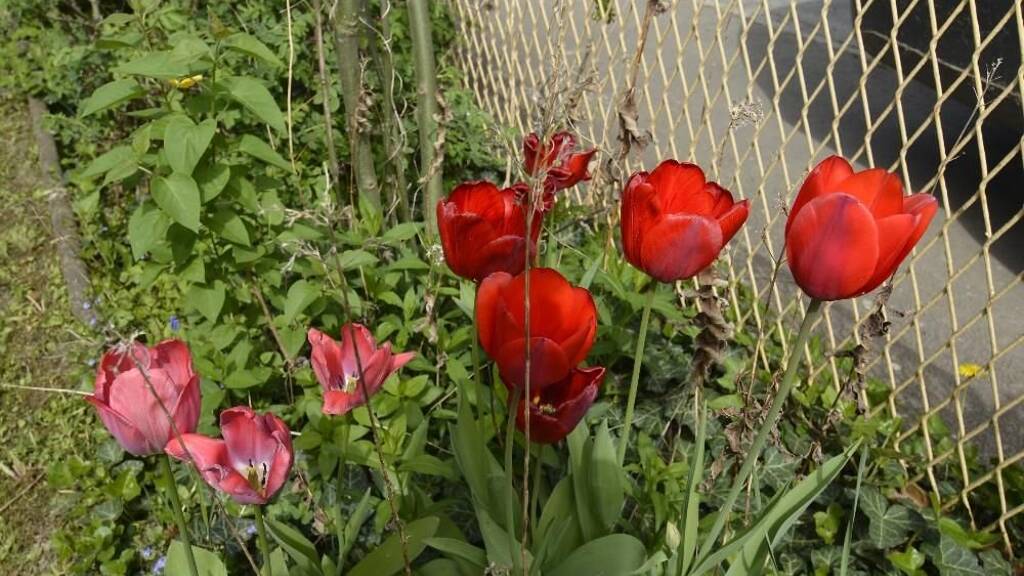 Haus zum Kauf 145.000 € 7 Zimmer 140 m² 925 m² Grundstück Jennersdorf, Burgenland, Südburgenland, Jennersdor 8380