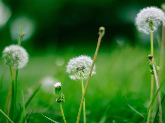 Grundstück zum Kauf 145.990 € 600 m² Grundstück Baugenehmigung vorhanden frei ab sofort Coswig 01640