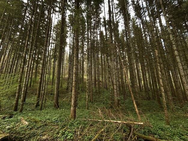 Grundstück zum Kauf 21.820 € 4.364 m² Grundstück Mauenheim Immendingen 78194