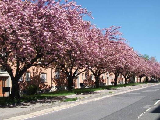 Wohnung zur Miete 356 € 3 Zimmer 64,7 m² 4. Geschoss frei ab 01.05.2026 Lutherstr. 40 we 34 Lutherviertel Chemnitz 09126