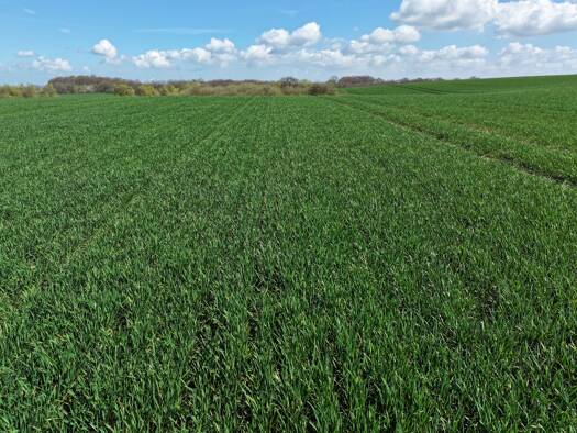 Land-/Forstwirtschaft zum Kauf 529.000 m² Grundstück Altstadt Wismar 23966
