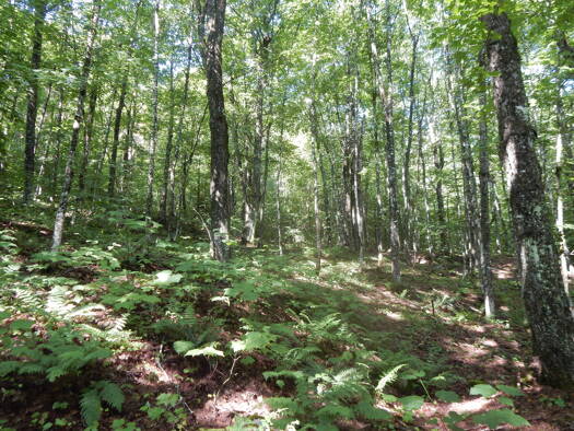 Forstwirtschaft zum Kauf provisionsfrei 470.000 $ 1.160.000 m² Montpelier - Vermont 