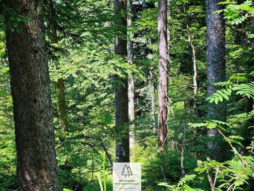 Immobilie zum Kauf 59.900 € 25.058 m² Grundstück Höchenschwand 79862