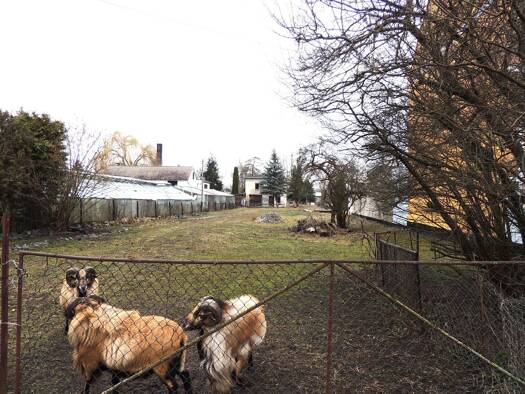 Grundstück zum Kauf 33.000 € 767 m² Grundstück Aken Aken (Elbe) 06385