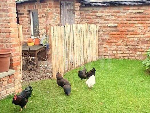 Doppelhaushälfte zum Kauf 190.000 € 3 Zimmer 90 m² 344 m² Grundstück Arthur-Graf-Straße 1a Groitzsch 04539