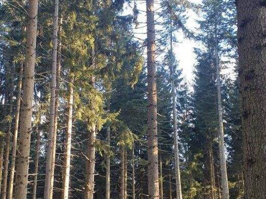 Forstwirtschaft zum Kauf 25 € 200.000 m² Grundstück Hochneukirchen-Gschaidt 2852