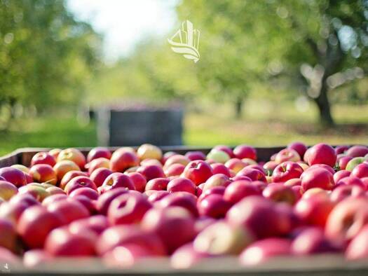 Grundstück zum Kauf 195.000 € 3.970 m² Grundstück Branzoll 39051