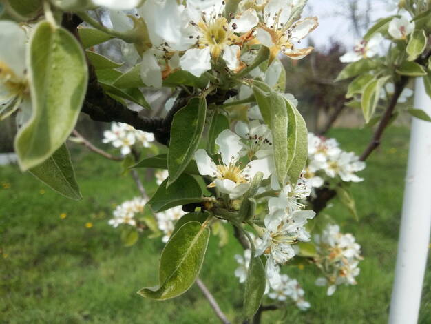 Grundstück zum Kauf provisionsfrei 97.950 € 4.340 m² Grundstück Berliner Chausee 5 Biesenthal 16359