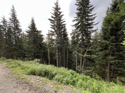 Land-/Forstwirtschaft zum Kauf 98.000 € 40.568 m² Grundstück Feistritz an der Gail 9613
