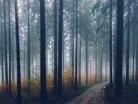 Forstwirtschaft zum Kauf 66.885 € Möhrendorf 91096