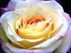 Karl Heinz Schmid Immobilien logo