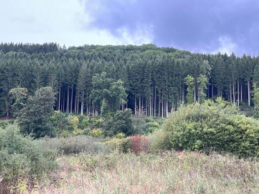 Land-/Forstwirtschaft zum Kauf 155.000 € 48.871 m² Grundstück Densborn 54570