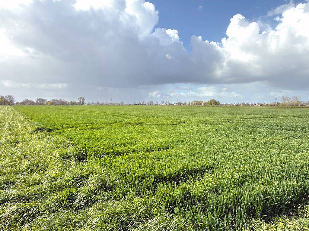 Land-/Forstwirtschaft zum Kauf - Ansicht 4