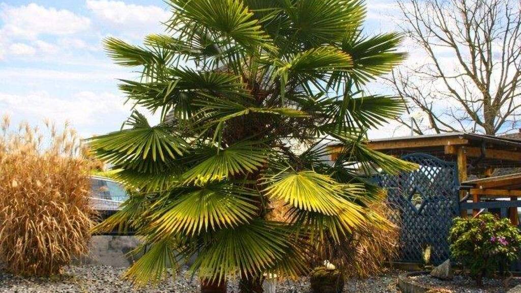 Einfamilienhaus zum Kauf 298.000 € 3 Zimmer 122,5 m² 586 m² Grundstück Feldkirchen Neuwied (Feldkirchen) 56657