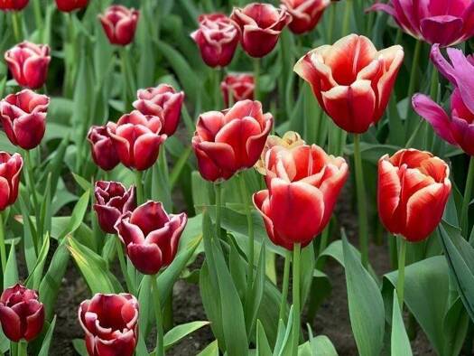 Grundstück zum Kauf 82.500 € 687 m² Grundstück Poppenberg Schöllnach 94508