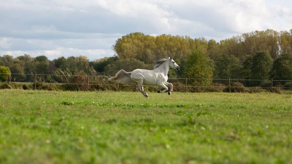 Reiterhof zum Kauf 30.000 m² Wald-Erlenbach Heppenheim 64646