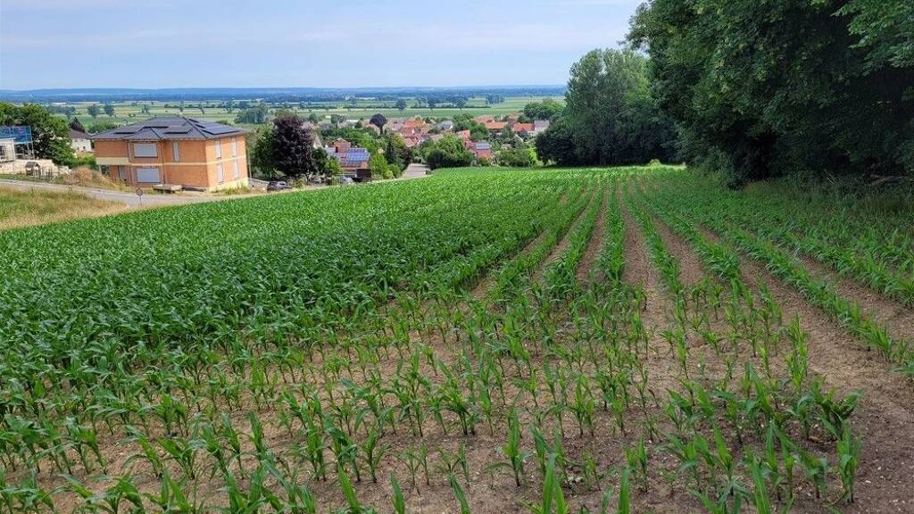 Grundstück zum Kauf 485.000 € 7.680 m² Grundstück Eppisburg Holzheim 89438