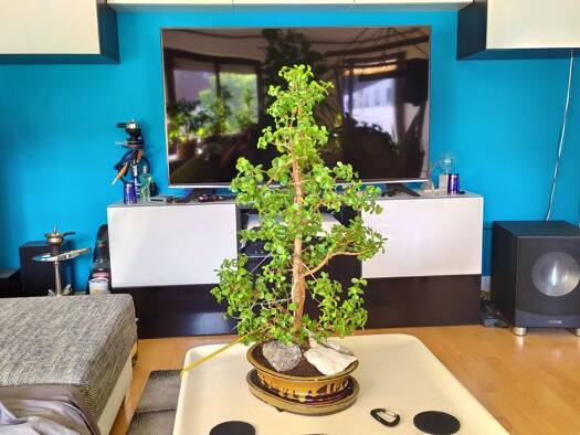 Studio zur Miete 1.200 € 2 Zimmer 56 m² Geschoss 2/4 frei ab 01.05.2026 Willi-Stör-Straße Universitätsviertel Augsburg 86159