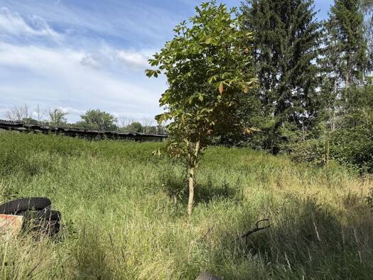 Grundstück zum Kauf 283.500 € 945 m² Grundstück Wiesenweg 24b Bienenbüttel 29553