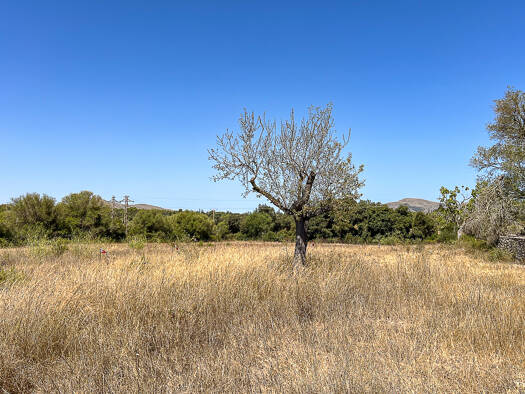 Grundstück zum Kauf provisionsfrei 379.000 € 17.200 m² Grundstück Artà 07570