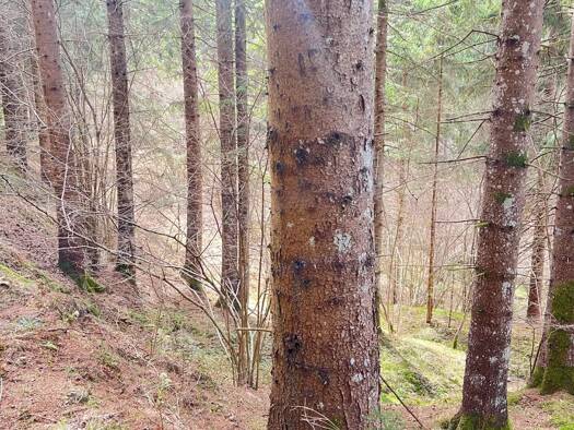 Land-/Forstwirtschaft zum Kauf 170.000 € 39.000 m² Grundstück Weitensfeld im Gurktal 9344