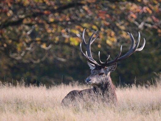 Haus zum Kauf 584.000 € 5 Zimmer 135 m² 331 m² Grundstück Grafenwald Bottrop 46244
