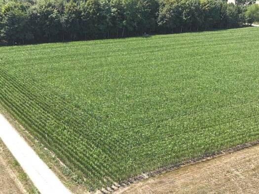 Land-/Forstwirtschaft zum Kauf 199.000 € 21.496 m² Grundstück Krumbach Krumbach (Schwaben) 86381