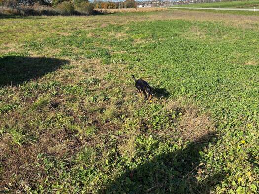 Land-/Forstwirtschaft zum Kauf 9,80 € 5.640 m² Zell Geisenfeld 85290