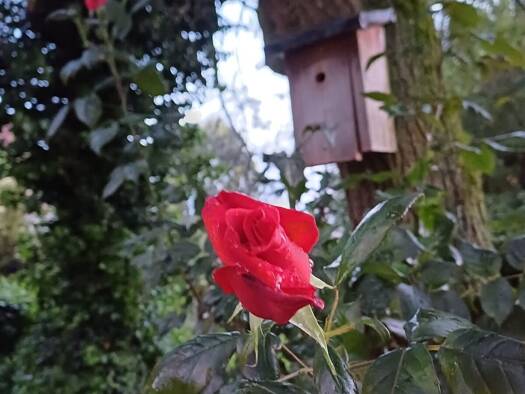 Maisonette zur Miete 1.000 € 3 Zimmer 80 m² Wolbeck Münster / Wolbeck 48167