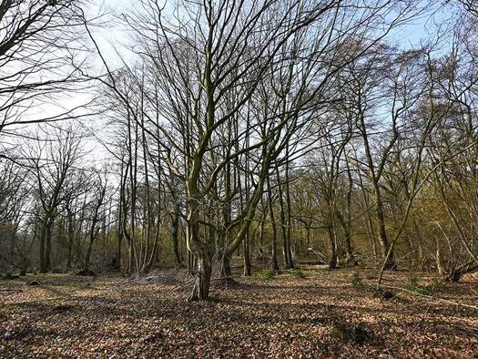 Land-/Forstwirtschaft zum Kauf 510.000 € 242.088 m² Grundstück Wulfelade Neustadt am Rübenberge 31535