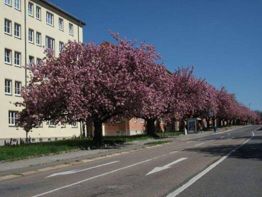 Wohnung zur Miete 365 € 3 Zimmer 63 m² 3. Geschoss Lutherstr. 24 we 16 Lutherviertel Chemnitz 09126