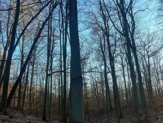 Forstwirtschaft zum Kauf 440.000 m² Grundstück Groß-Ziethen Ziethen 16247