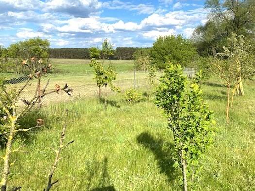 Einfamilienhaus zum Kauf 190.000 € 4 Zimmer 100 m² 2.491 m² Grundstück Markgrafpieske Spreenhagen 15528