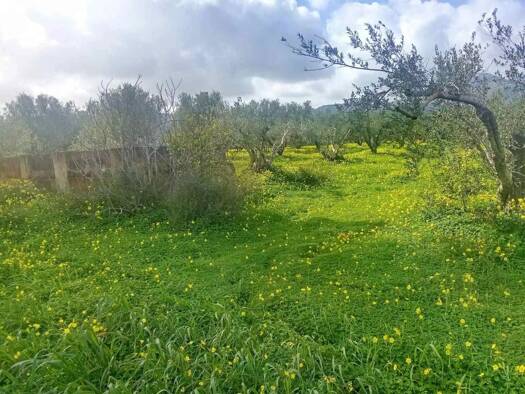 Land-/Forstwirtschaft zum Kauf 60.000 € 2.697 m² Grundstück Platanos 702 00