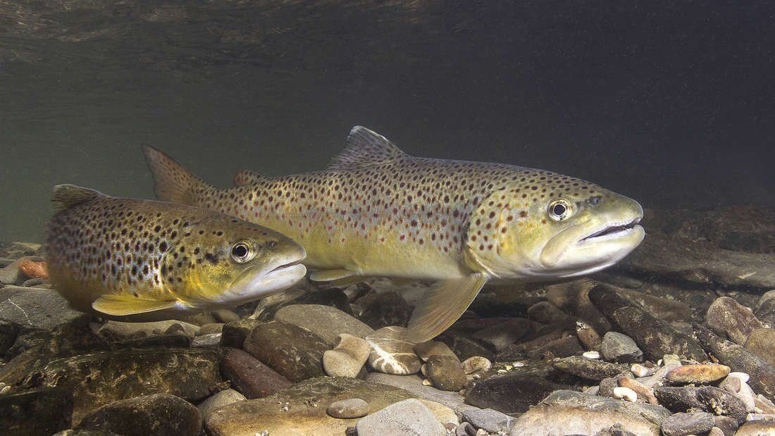 Teich-/Fischwirtschaft zur Miete Steinfeld 9754