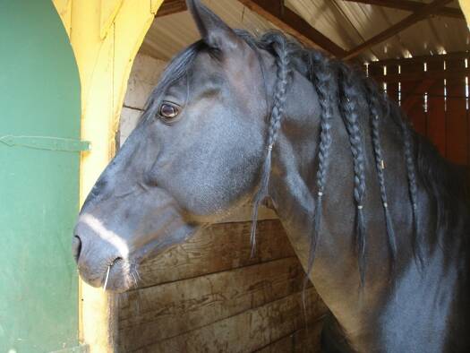 Bauernhof zum Kauf 119.000 € 140 m² 4.677 m² Grundstück Wulfersdorf Wittstock/Dosse 16909