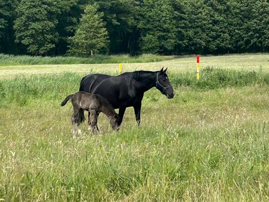 Land-/Forstwirtschaft zur Versteigerung 40.000 € 12 m² 121.000 m² Grundstück Gemarkung Starsow Mirow 17252