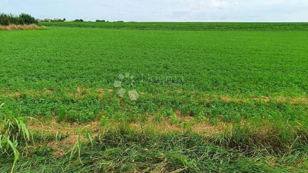 Land-/Forstwirtschaft zum Kauf 200.000 € Borovo