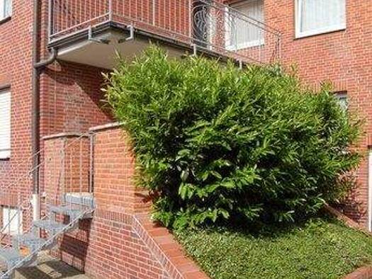 Wohnung zur Miete 520 € 3 Zimmer 80 m² EG Drensteinfurt 48317