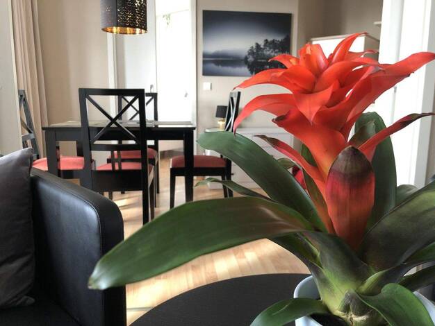 Wohnung zur Miete 950 € 3 Zimmer 55 m² 2. Geschoss Mönchguter Strasse 4 Sellin 18586